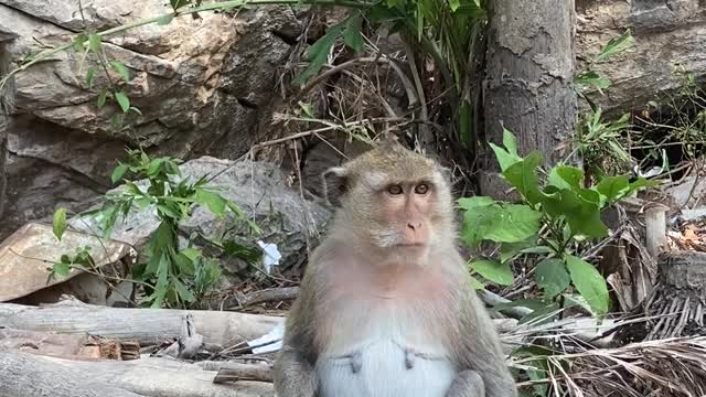 Funny Monkeys Doing Stupid