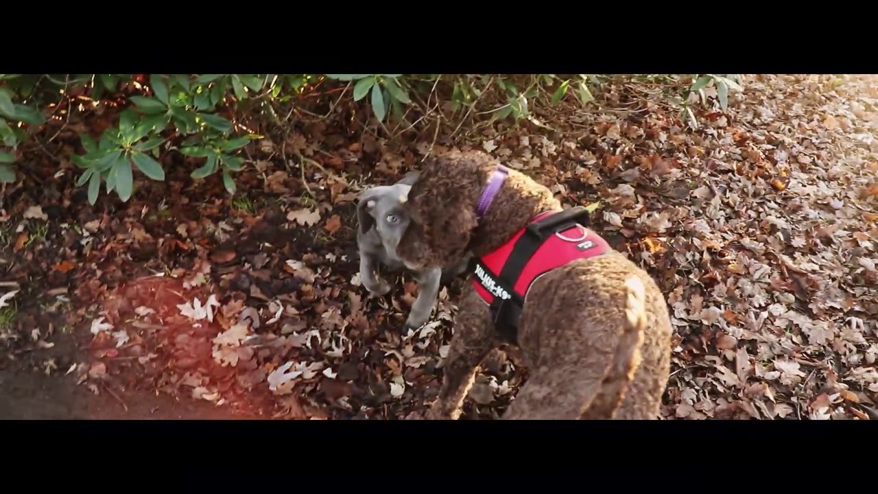 Cane Corso Puppy Obedience Training Is Going AMAZINGLY!