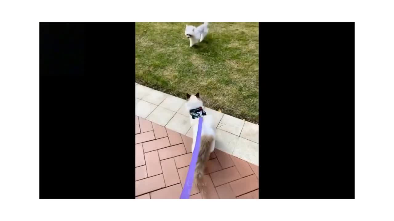 cats also need the massage