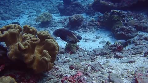 Scuba diver took this amazing moment in the ocean