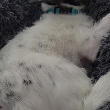 Milli has puppy whoops