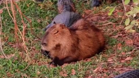 Why do capybaras hang out with crocodiles?