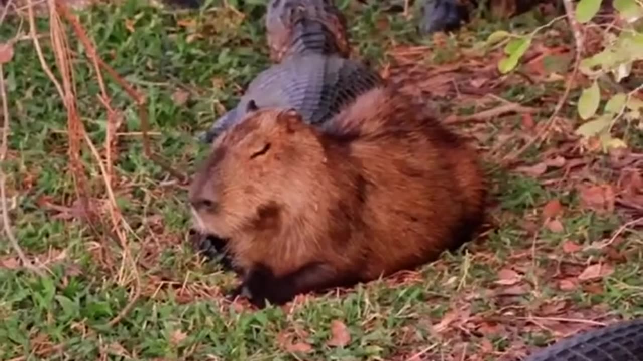 Why do capybaras hang out with crocodiles?