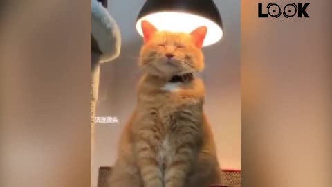 FUNNY CATS 😂 4 MINUTES OF LAUGHTER 😂 TRY NOT TO LAUGH