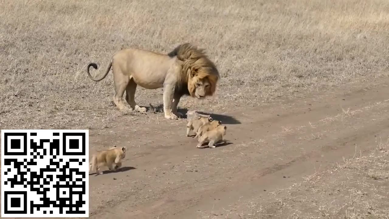 ADORABLE!! Lion Cubs