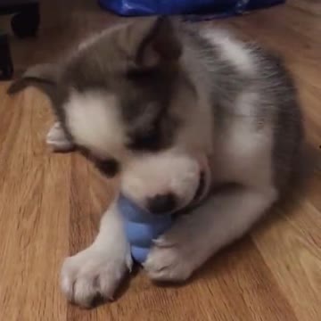 Been loving Kong since day one!!! 🥺🥺🥺