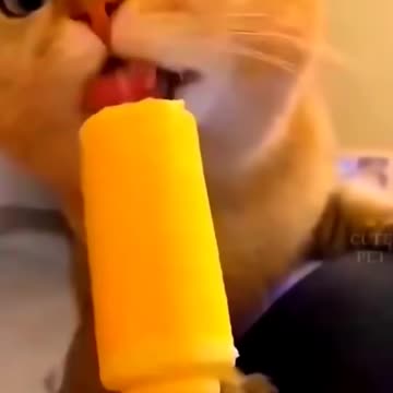 Once upon a time there was one cutest kitten...