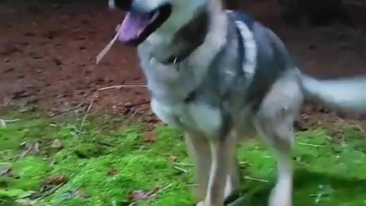 Top 10 Very Dangerous Dog || #shorts #viral #rumble