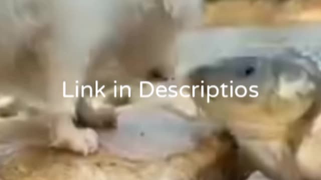 Funny Puppy Videos, Funny Fish