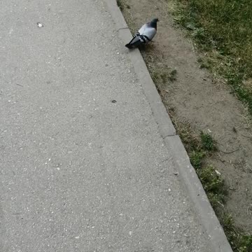 A good pigeon walks on the street.
