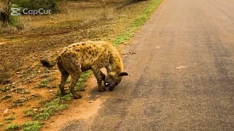 FUNNY ANIMAL