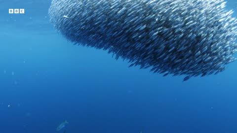 Open Ocean Oasis of Life North Atlantic The Dark Ocean 4K UHD BBC Earth