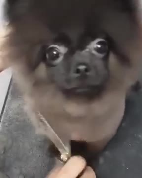 Dog dancing to music whilst getting a hair cut
