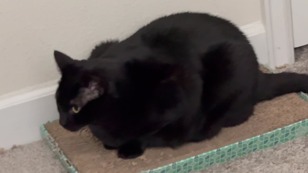 Adopting a Cat from a Shelter Vlog - Cute Precious Piper is a Modified Tuffet Office Loaf