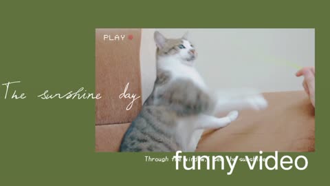 Funny video