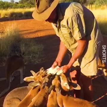 WATCH : Baby Kangaroo Won't Let The Rescuer Leave. ❤️ || My heart just melted here! 🥺❤️