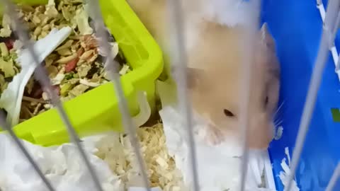 Hamsters making babies!!🥺❤