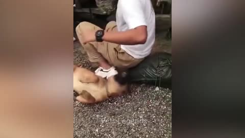 FUNNY 🤣 ANIMAL VIDEO