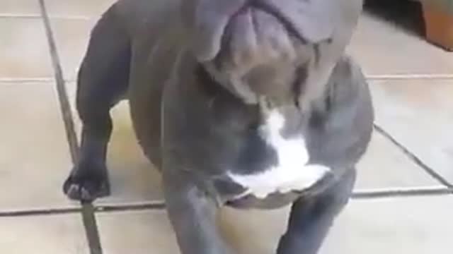 Pitbull Puppy so cute
