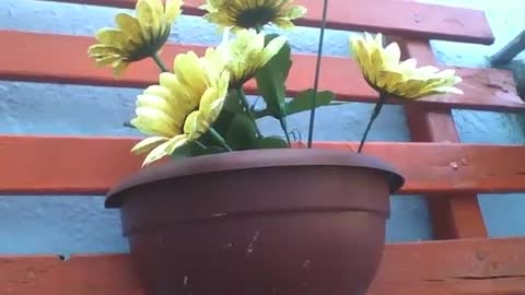 Beautiful yellow plastic flowers in the vase near of the wall [Nature & Animals]