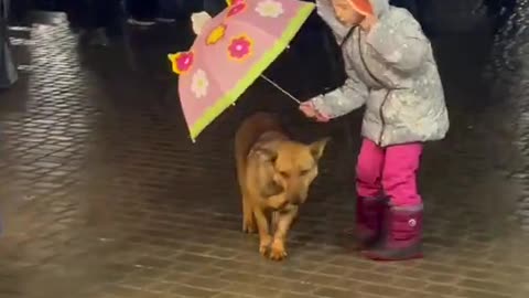 Little boy saving his Dog with Umbrella while raining