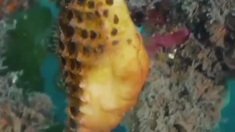 Sea Horse #shorts #shortvideo #video #virals #videoviral