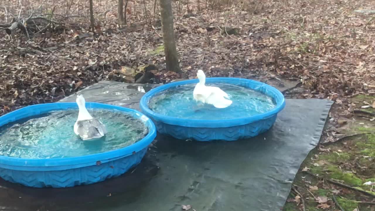 Duck Bath in slo-mo