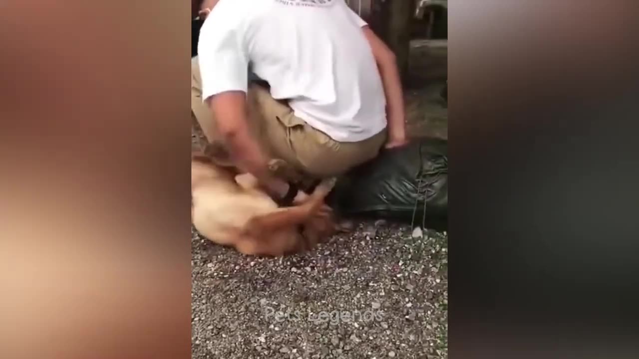 Funniest Animals Compilation, New Funny Cats and Dogs Videos 😻🐶 Part 1