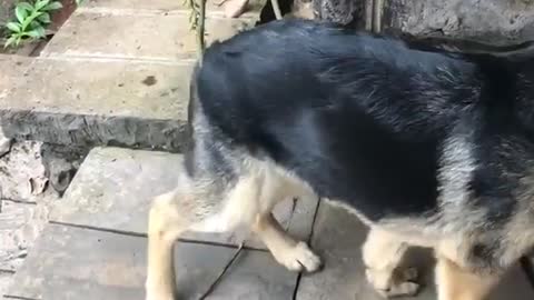 Puppy stuck in vine
