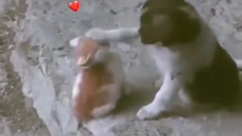 Animal Love