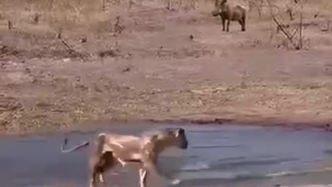 Antelope vs Lion