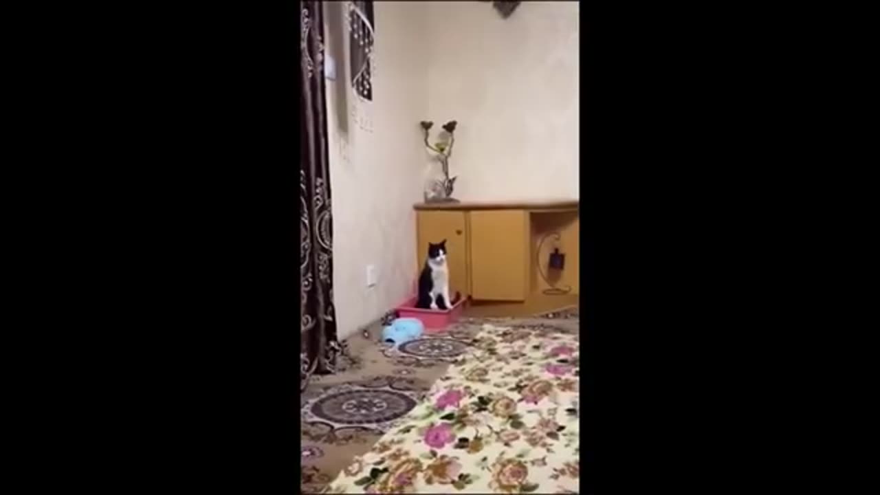 Funny cats