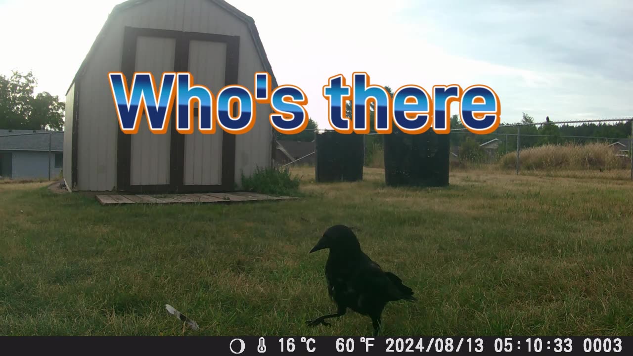 Who's There (crow)