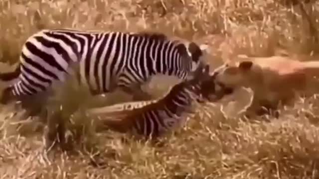 zebra escapes death