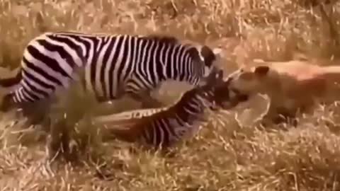 zebra escapes death