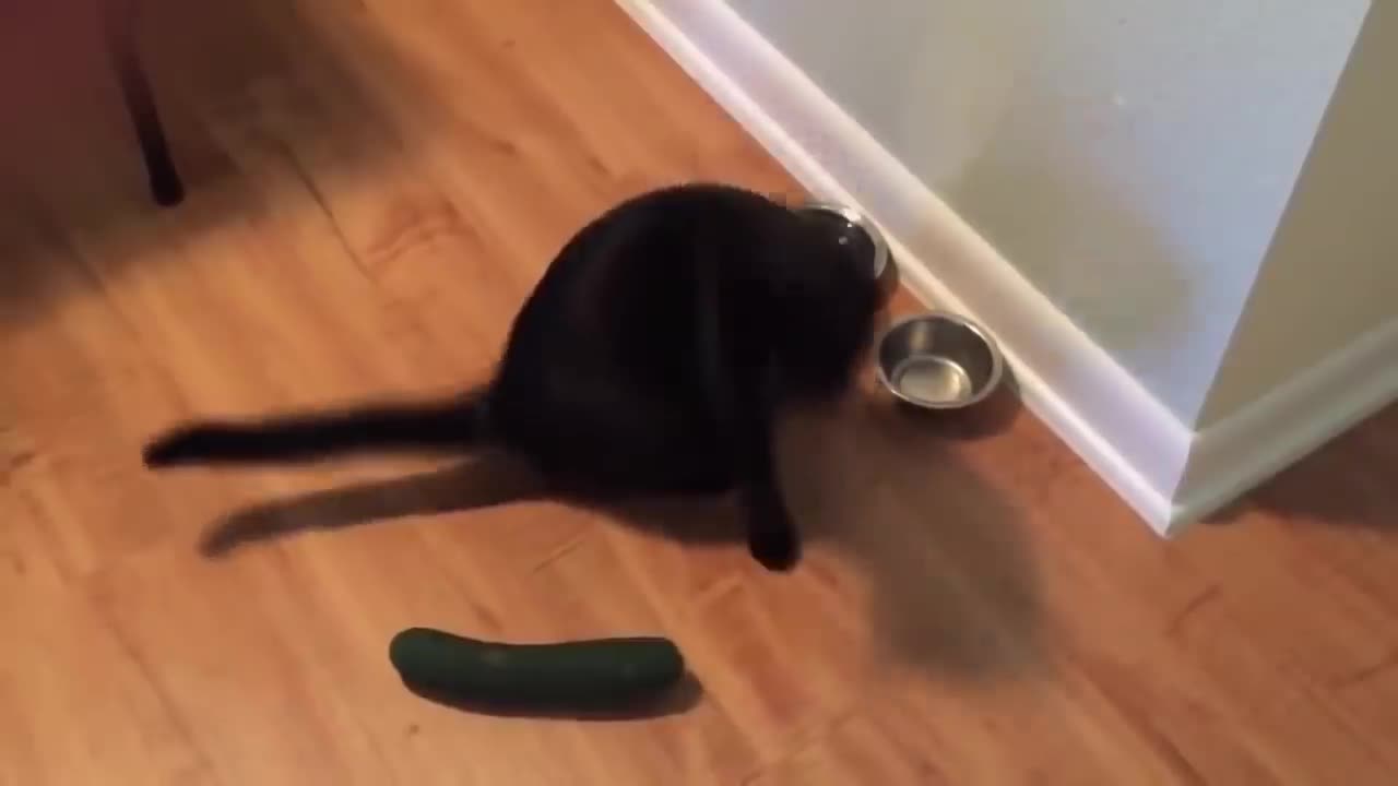 What is the problem with cats with cucumbers? Hahaha Qual é o problema dos gatos com pepinos? Kkk