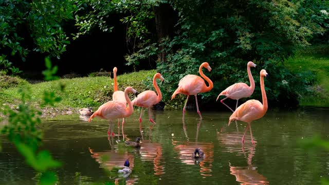 Flamencos