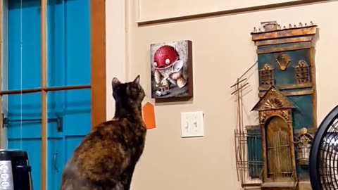 Cats Spot Each Other