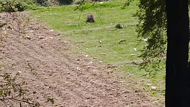 Trying to capture an amazing bird in green field