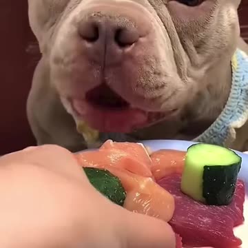 eating bullydogs dog