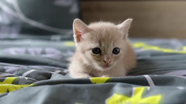 Scottish Kitten Playing On The Bed