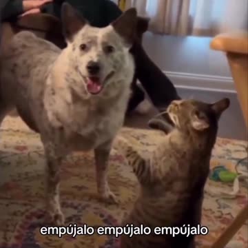 Mike Tyson one punch KO 🤣😂