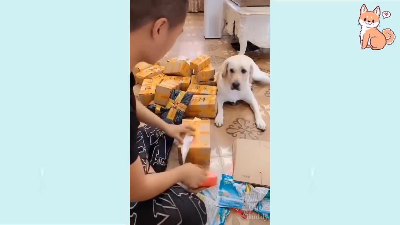 Funny dog videos