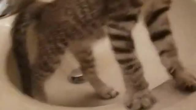 Funny video of cat