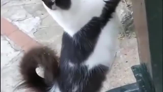 Funny cat chat