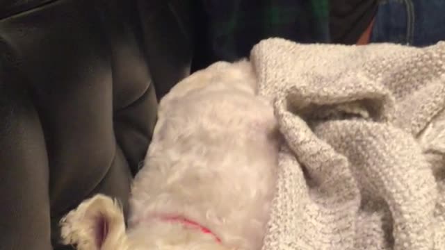 White dog is lying on a blanket on a couch next to her owner