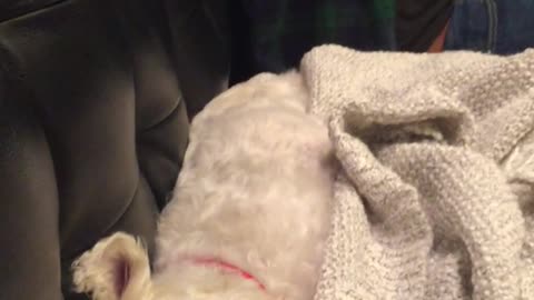 White dog is lying on a blanket on a couch next to her owner