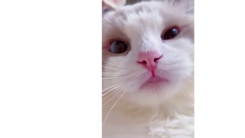 Cute Cat