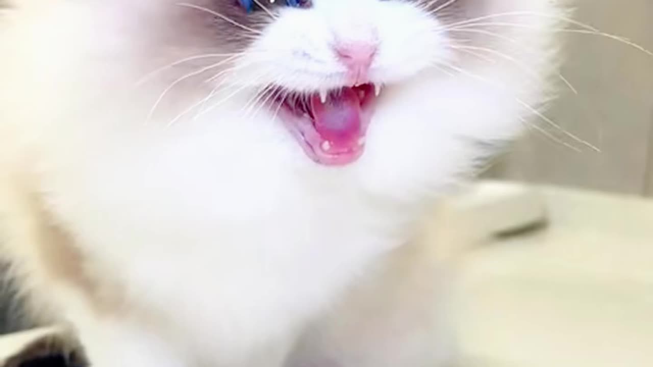 Funny cat video