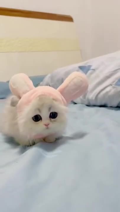 Baby Cats - Cute and Funny Cat Videos Compilation #8 | Aww Animals